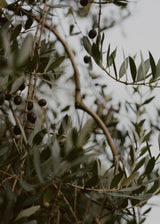 Organic Extra Virgin Olive Oil