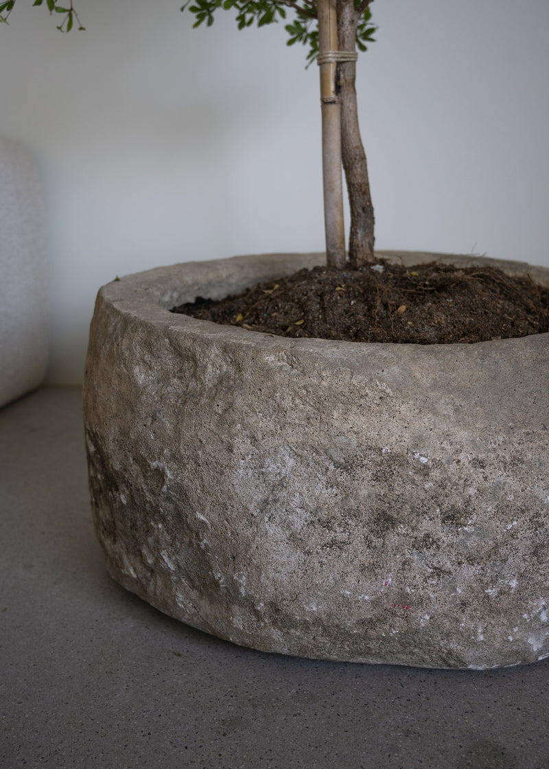 Vintage 29"x15" Stone Pot w/ 9' Black Olive Tree