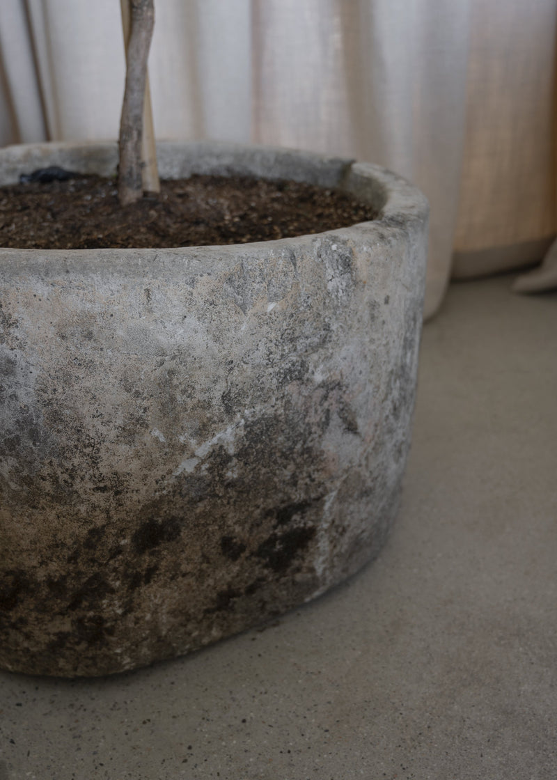 Vintage 23"x15" Stone Pot w/ 8' Black Olive Tree