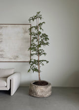 Vintage 29"x15" Stone Pot w/ 9' Black Olive Tree