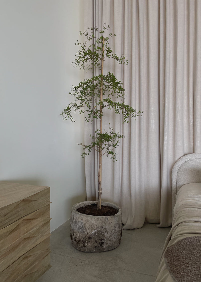 Vintage 23"x15" Stone Pot w/ 8' Black Olive Tree