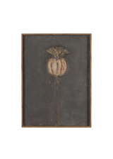 Poppy Noche by Paul Meyer