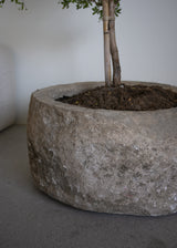 Vintage 23"x15" Stone Pot w/ Black Olive Tree