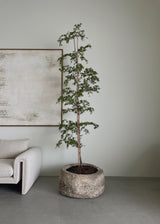 Vintage 23"x15" Stone Pot w/ Black Olive Tree